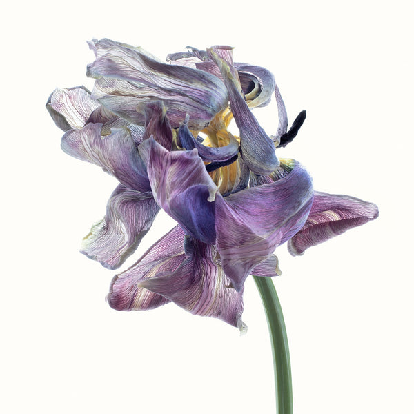 Flower Study 18 by Blaise Hayward