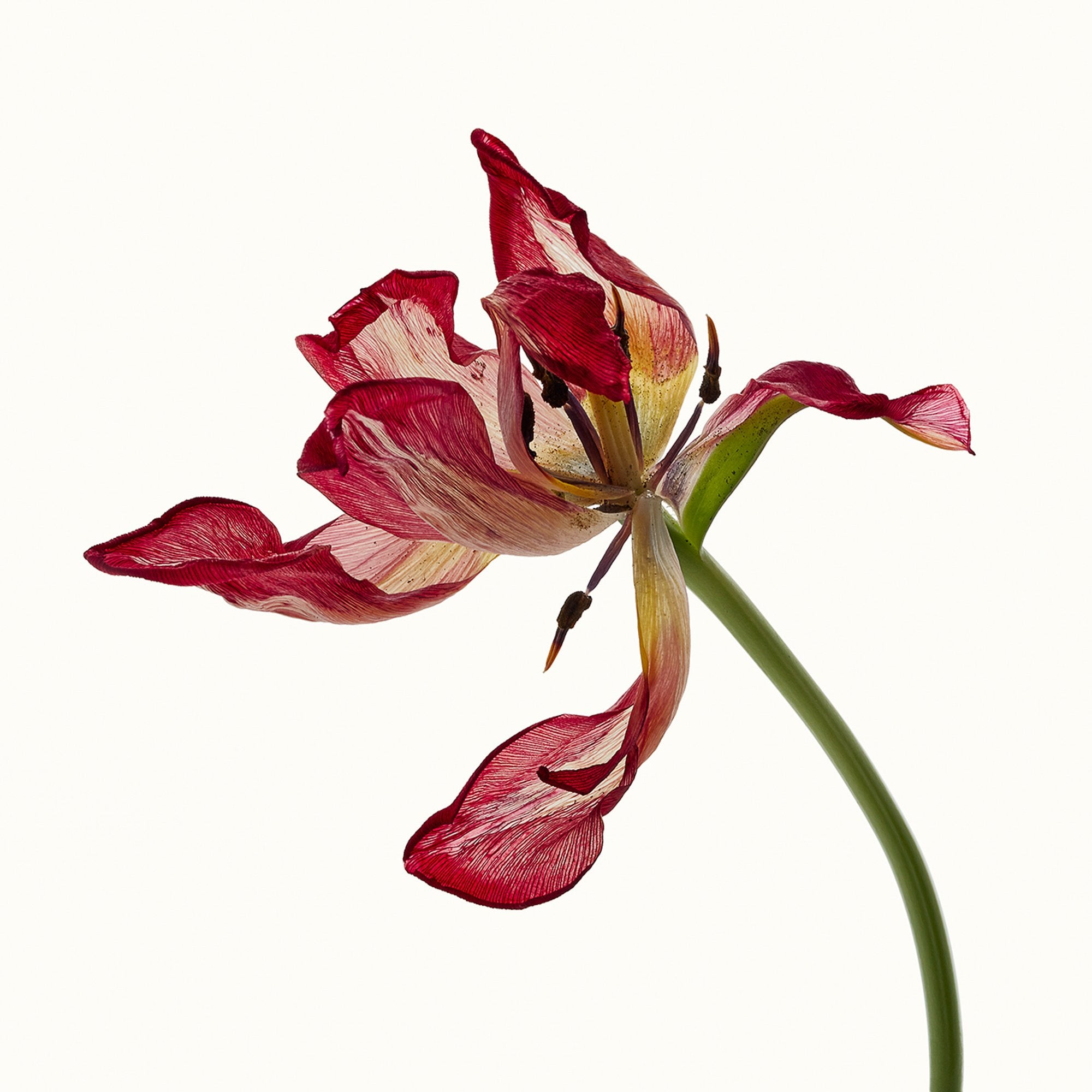 Flower Study 20 by Blaise Hayward