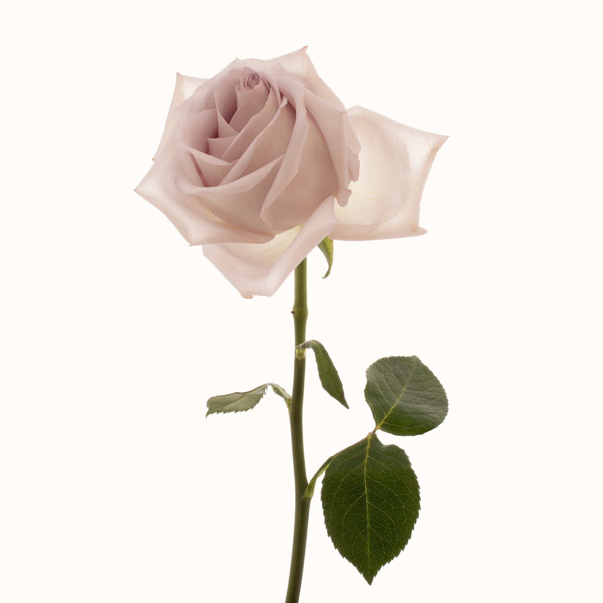 Flower Study 22 by Blaise Hayward