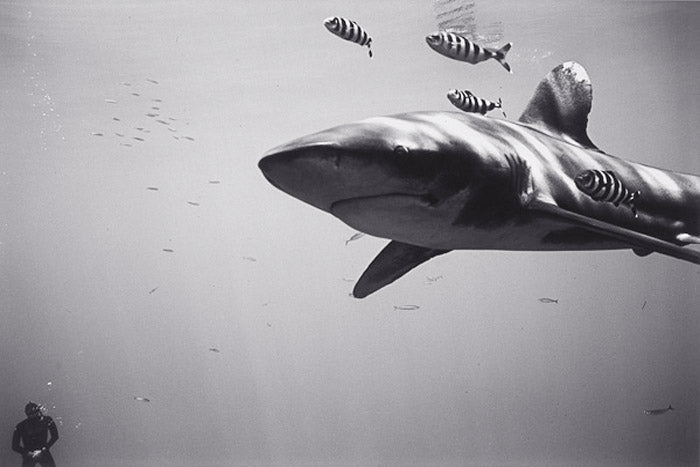 Freediver with Oceanic Whitetip Shark (SC-263) by Wayne Levin