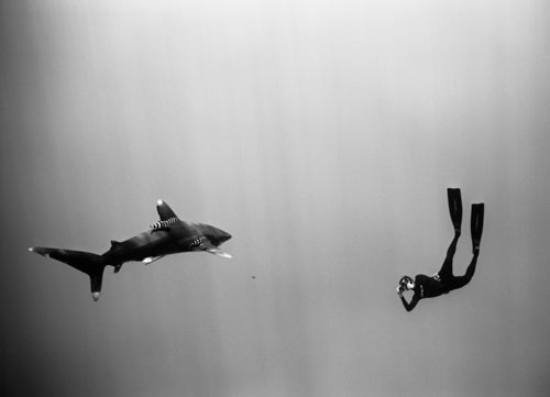 Freediver Photographing Oceanic Whitetip Shark (SC-275) by Wayne Levin