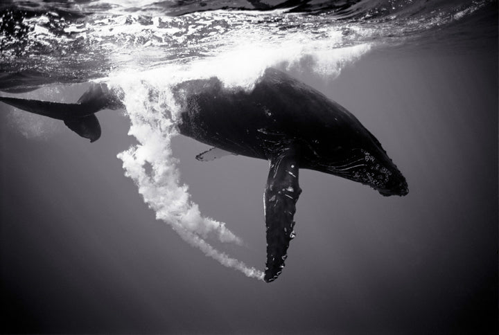Humpback Whale Trailing Bubbles (SC-361) by Wayne Levin