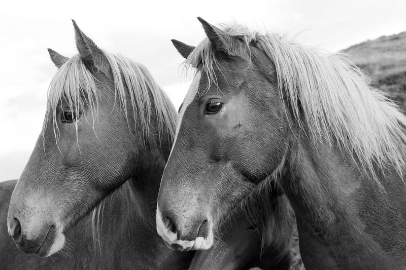 Icelandic Horses, Profiles by Nick Turner