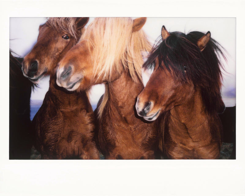 Icelandic Horses Polaroid by Nick Turner