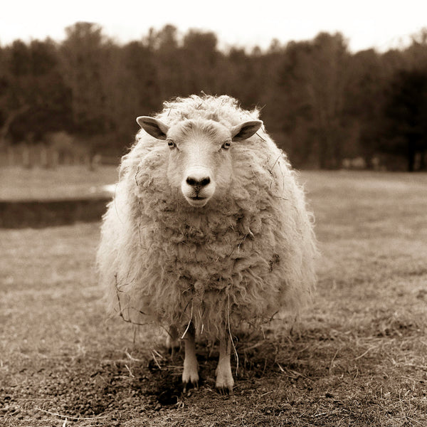 Larissa's Sheep by Valerie Shaff