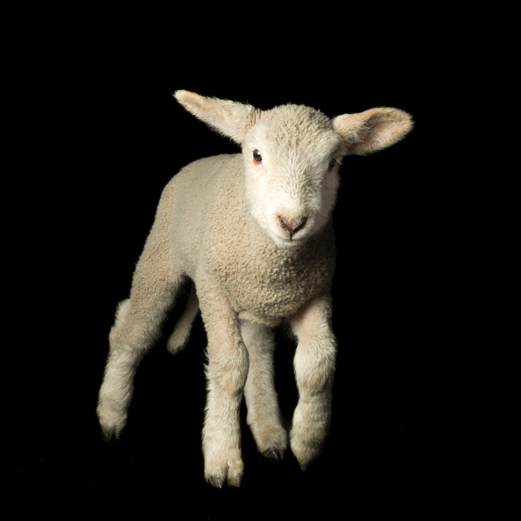 Lambie by Valerie Shaff