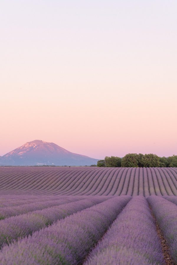 Lavender Sunset by Kate Holstein