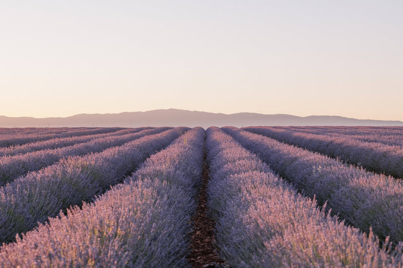 Lavender Dusk by Kate Holstein