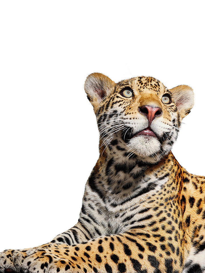 Mateo Looking Up by Shelli Breidenbach