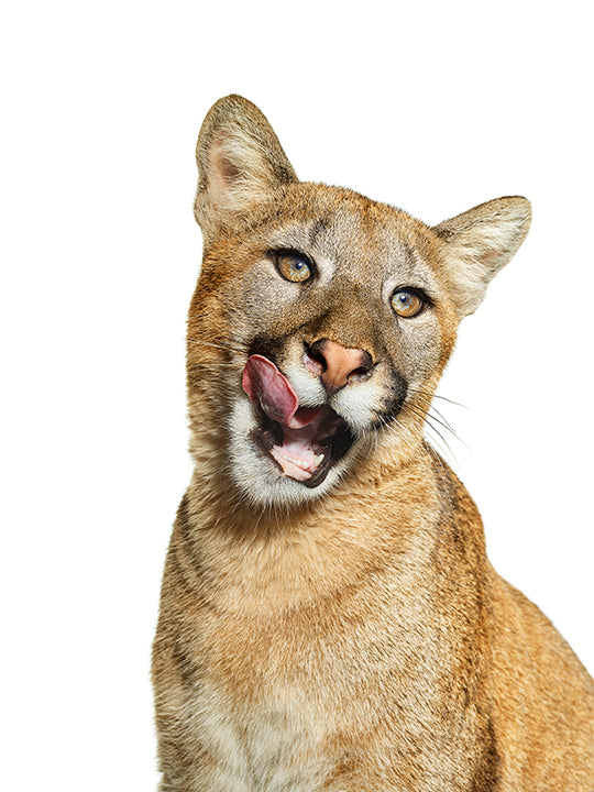 Meeka by Shelli Breidenbach