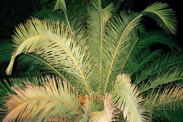 Palm Tree Ibiza by Melanie Elbaz