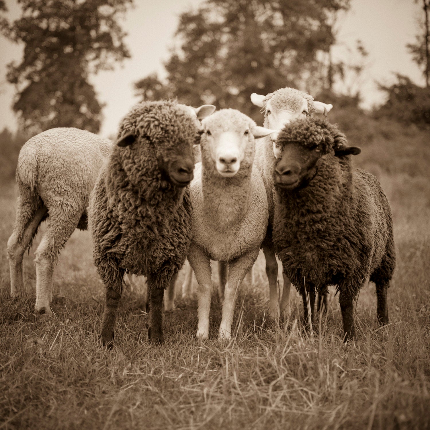 Sheep by Valerie Shaff