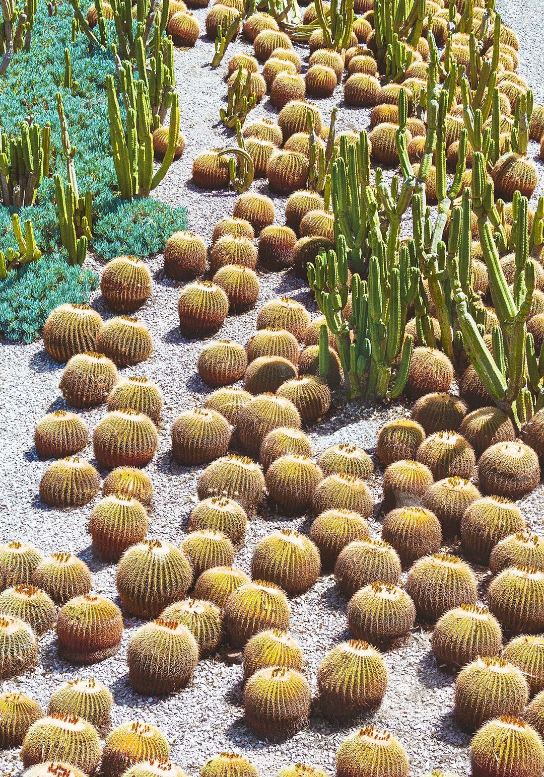 Cactus Garden II by Pottsy