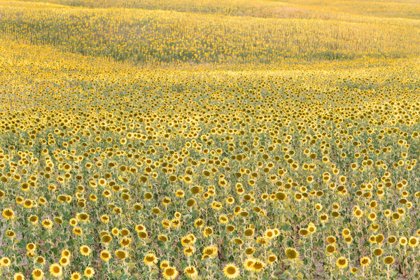 Sunflowers by Kate Holstein
