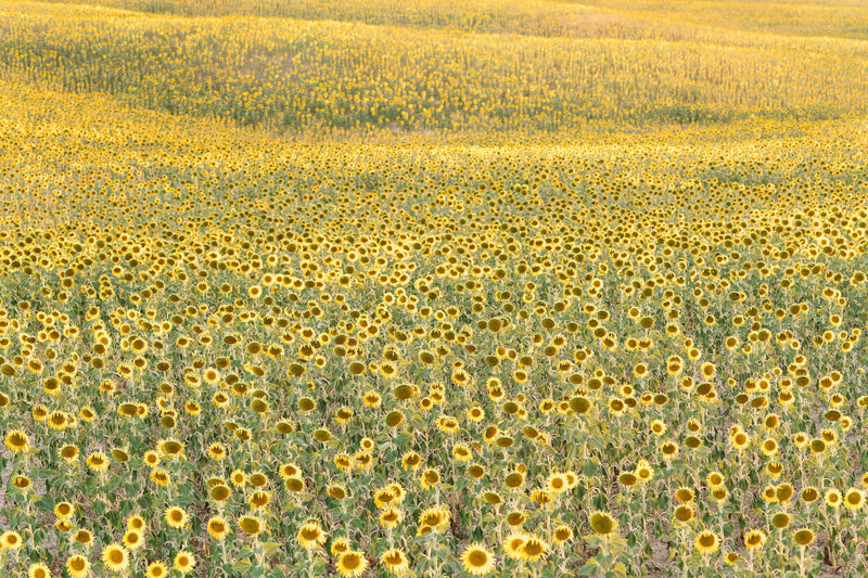 Sunflowers by Kate Holstein