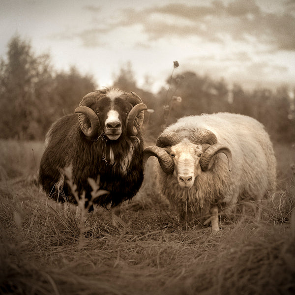 Two Rams by Valerie Shaff