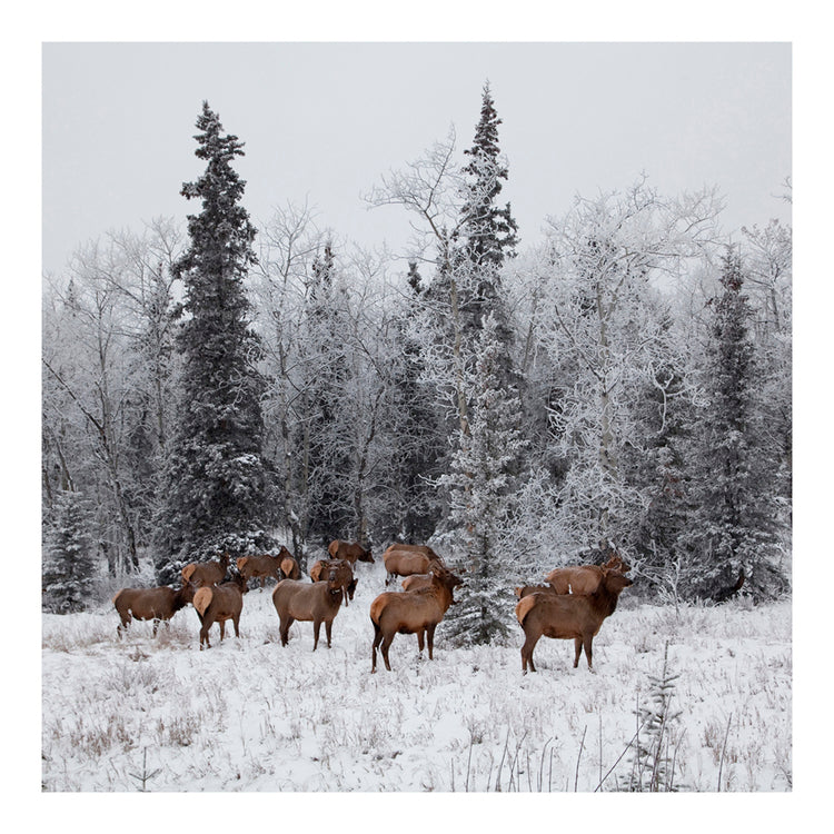 The Herd by Magda Biernat