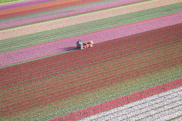Tulip Farming by Kate Holstein
