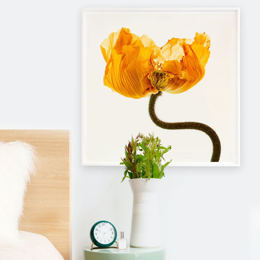 Flower Study 7 by Blaise Hayward