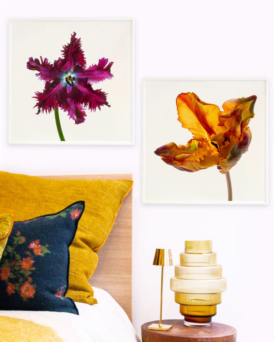 Flower Study 1 by Blaise Hayward