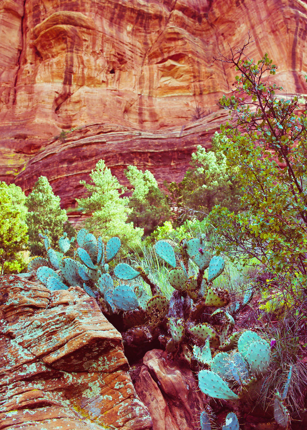 Sedona Cactus II by Pottsy