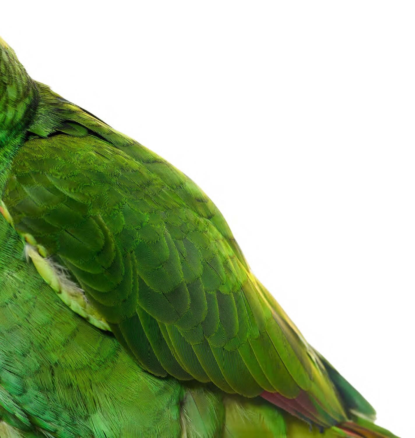 Bird 3 by Shelli Breidenbach