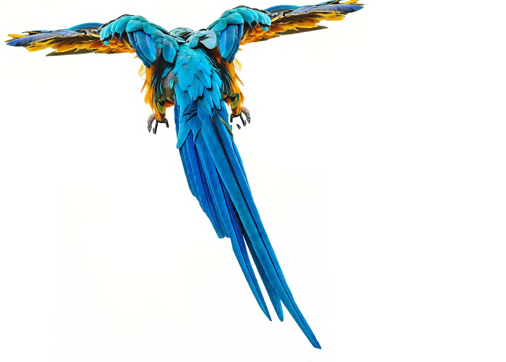 Bird 4 by Shelli Breidenbach