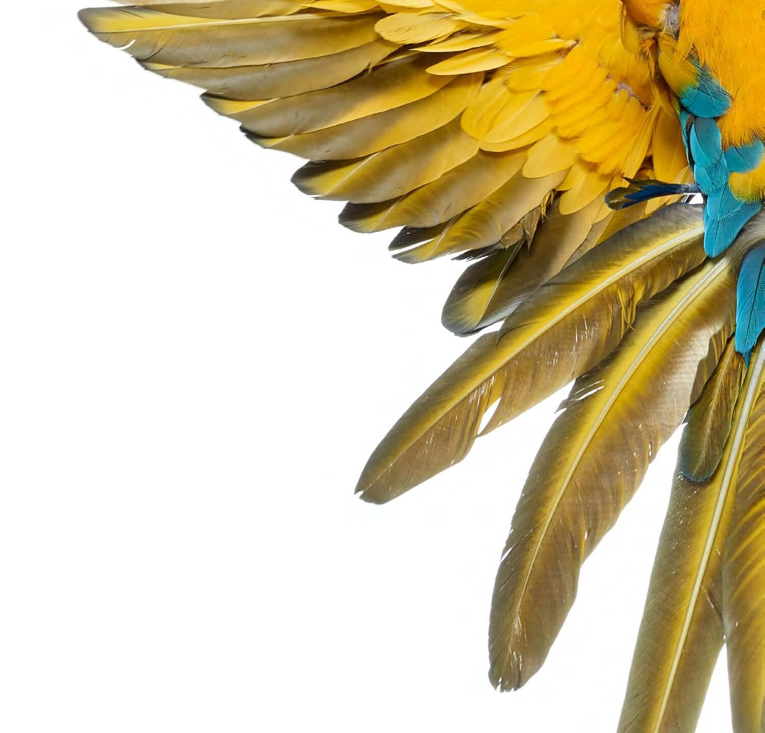 Bird 5 by Shelli Breidenbach