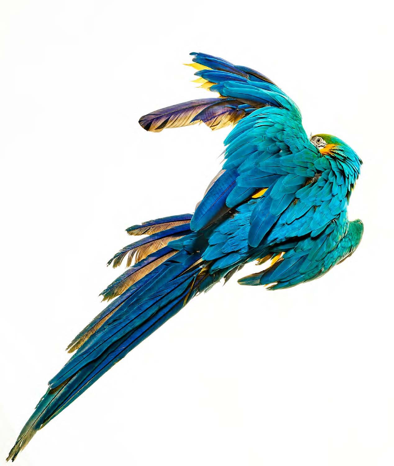 Bird 6 by Shelli Breidenbach