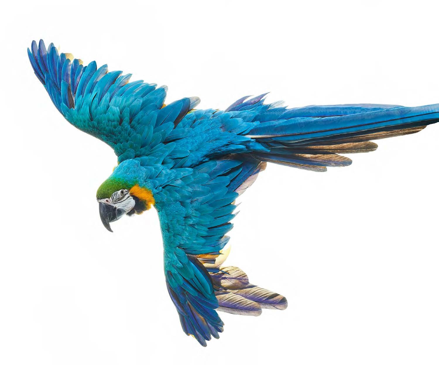 Bird 7 by Shelli Breidenbach