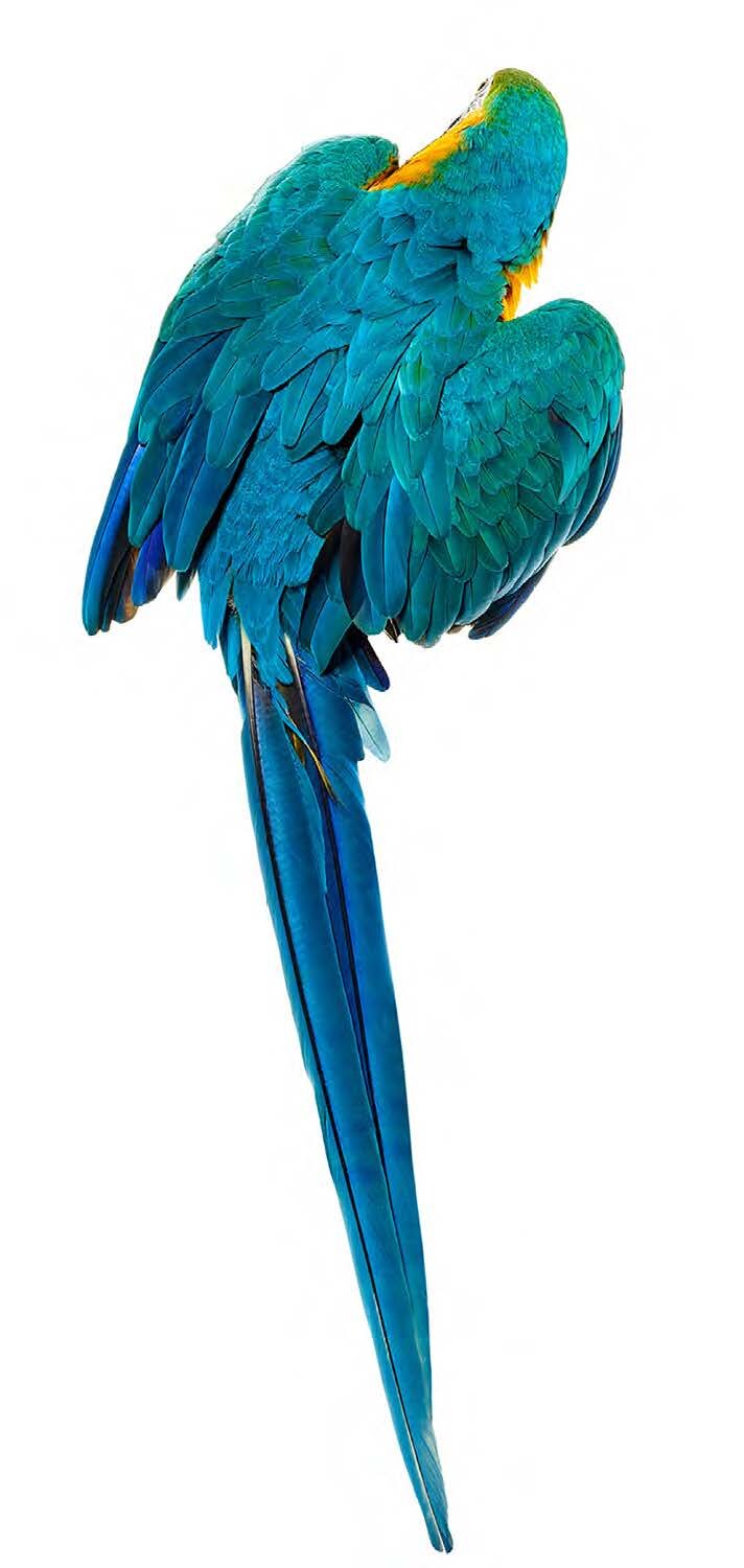 Bird 8 by Shelli Breidenbach