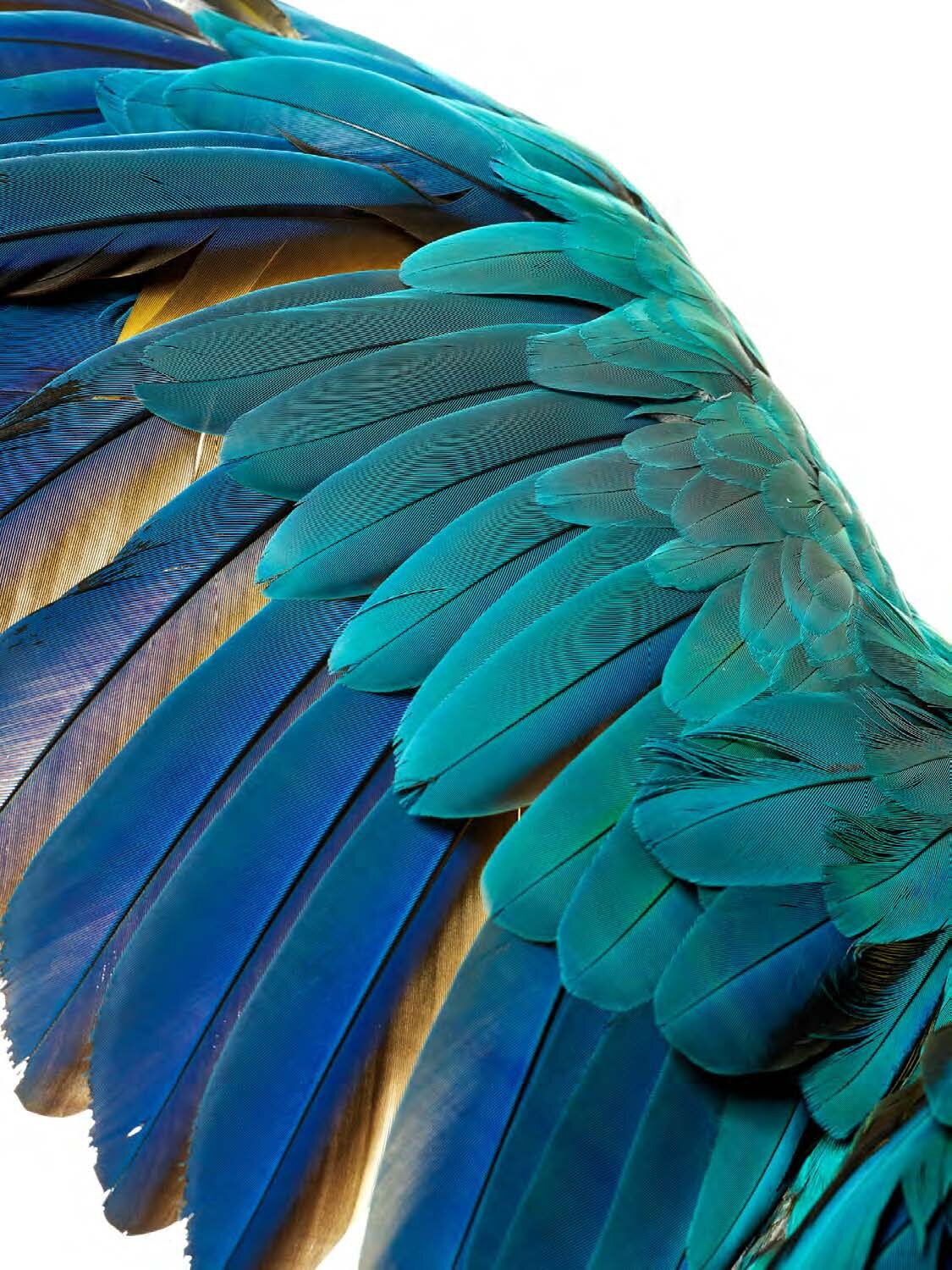 Bird 9 by Shelli Breidenbach
