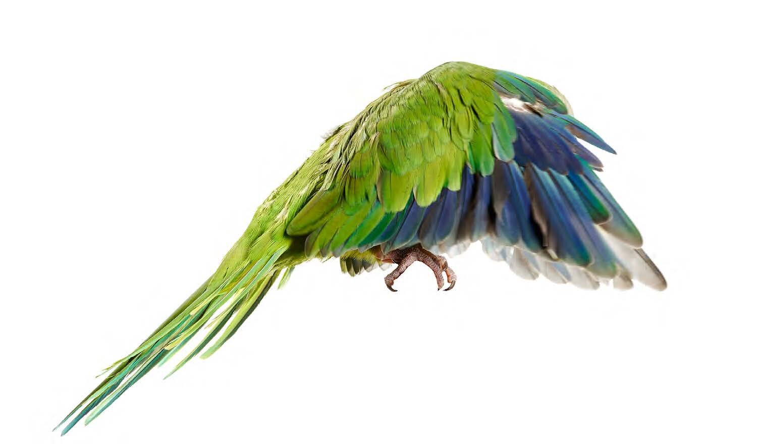 Bird 10 by Shelli Breidenbach