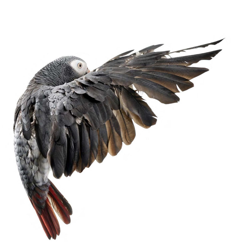 Bird 11 by Shelli Breidenbach