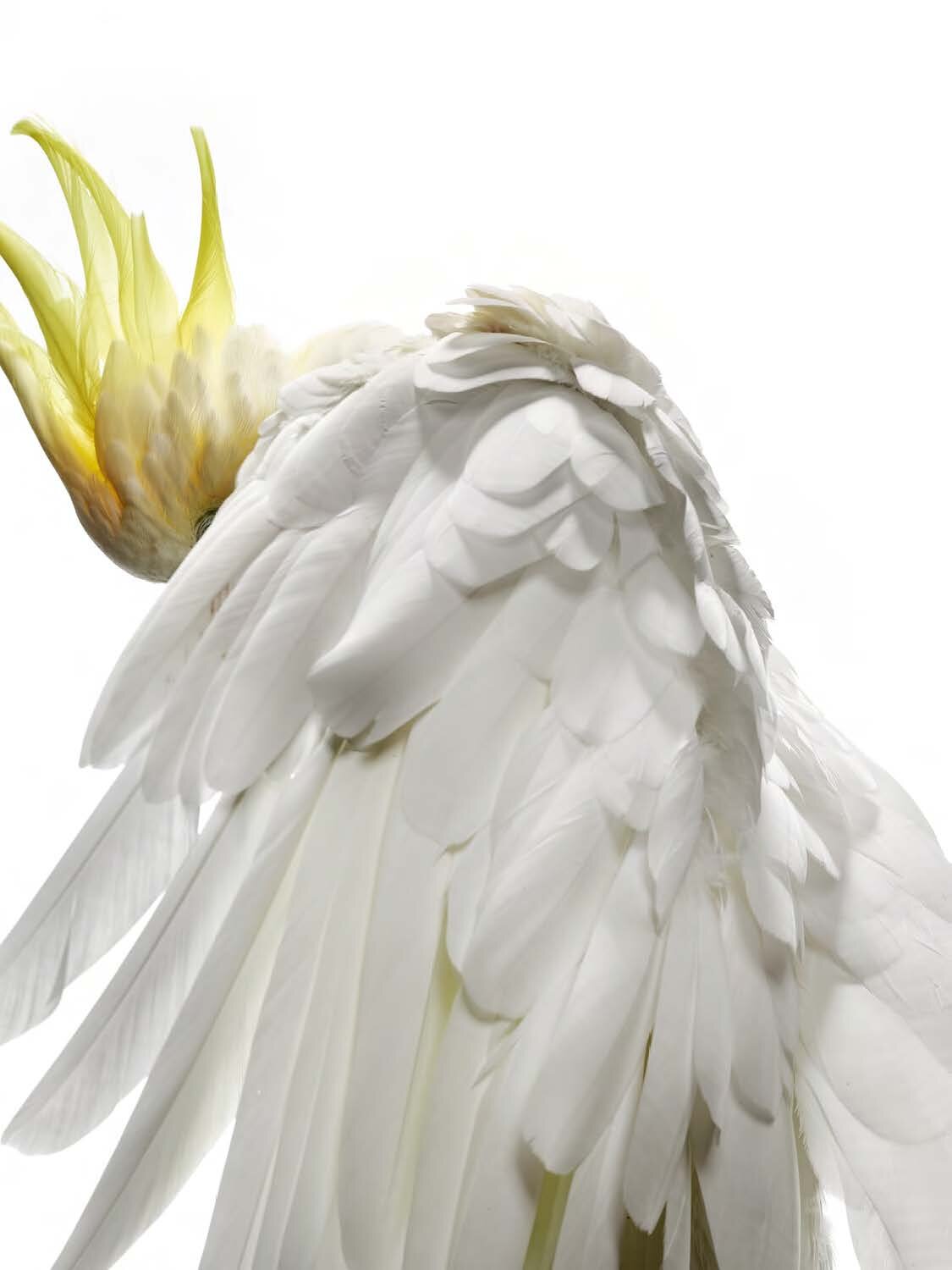 Bird 13 by Shelli Breidenbach