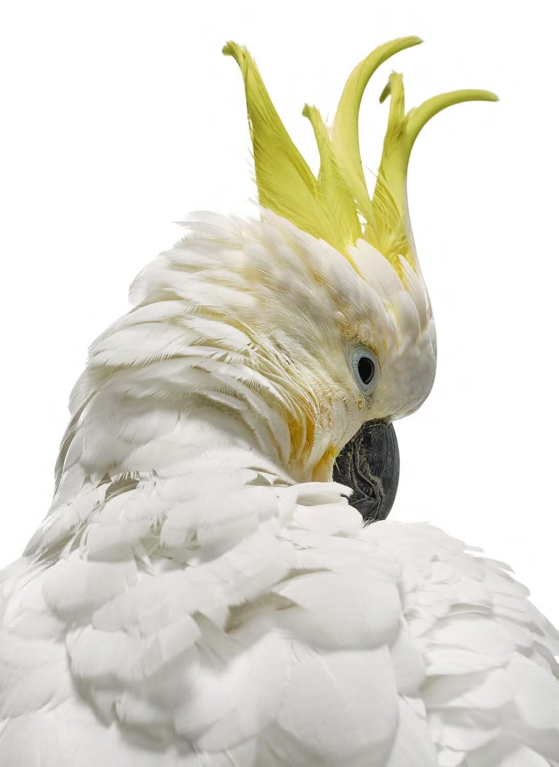 Bird 14 by Shelli Breidenbach