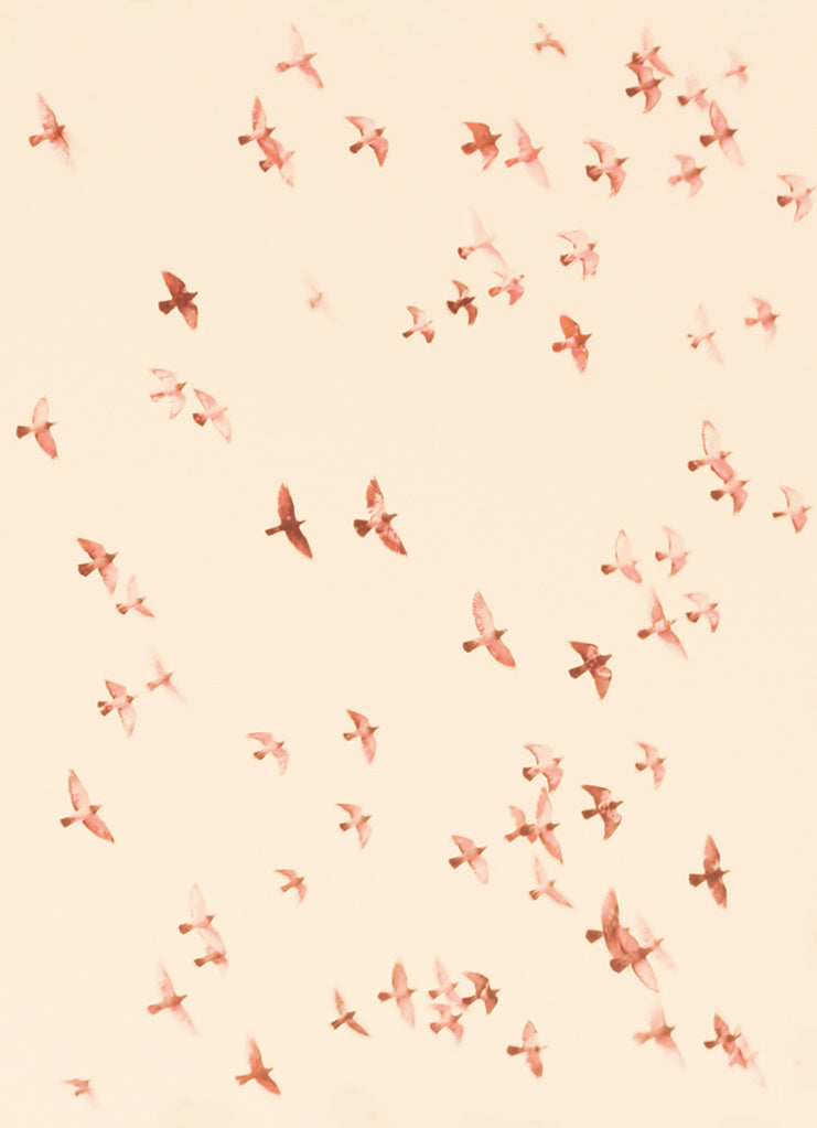 Birds 9 by Jordan Sullivan