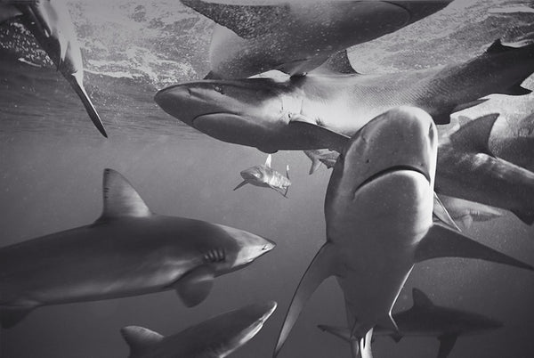 Galapagos Sharks Feeding (SC-1211) by Wayne Levin