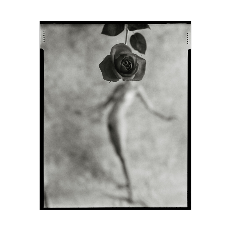 Woman with Rose Head by Mark Arbeit