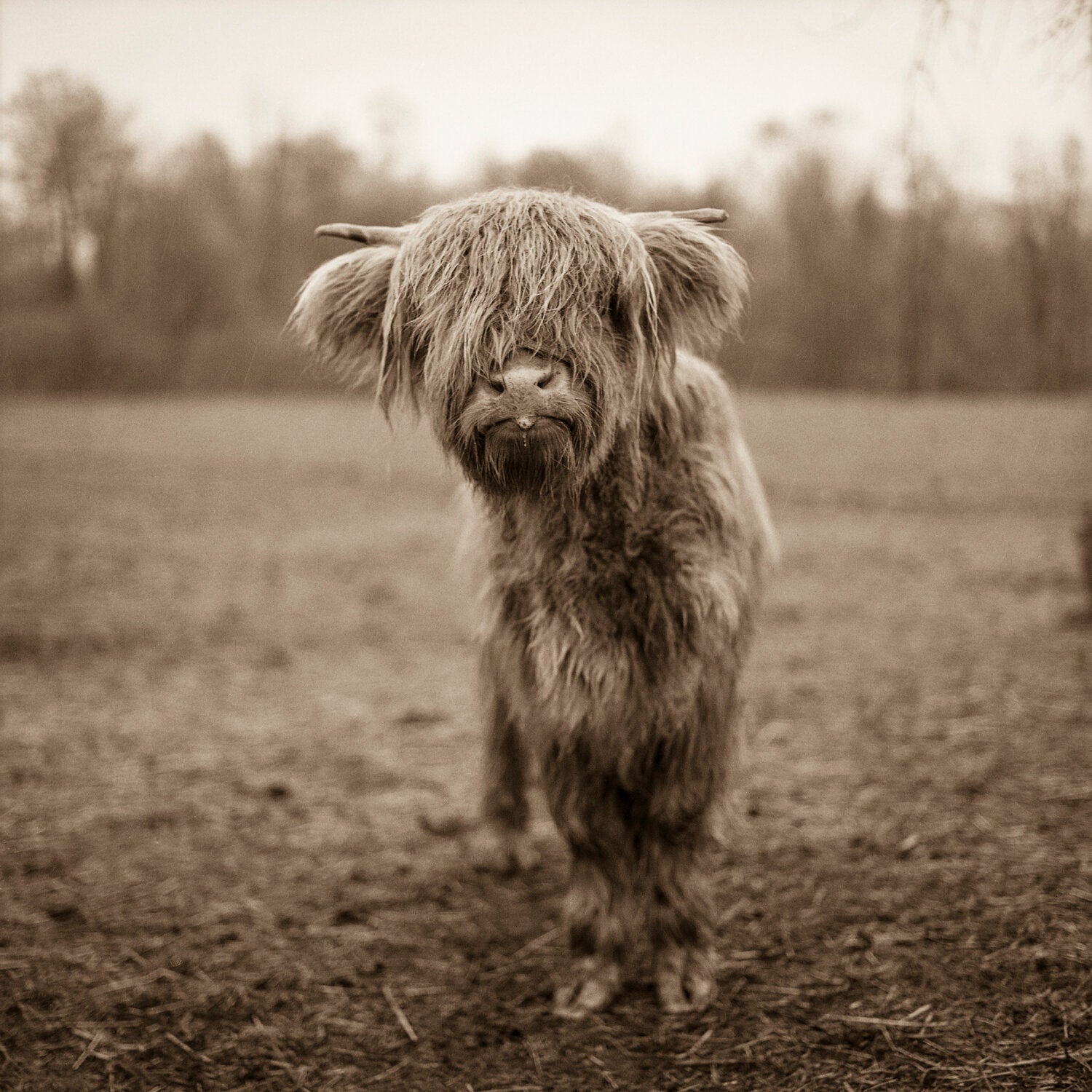 Highlander by Valerie Shaff