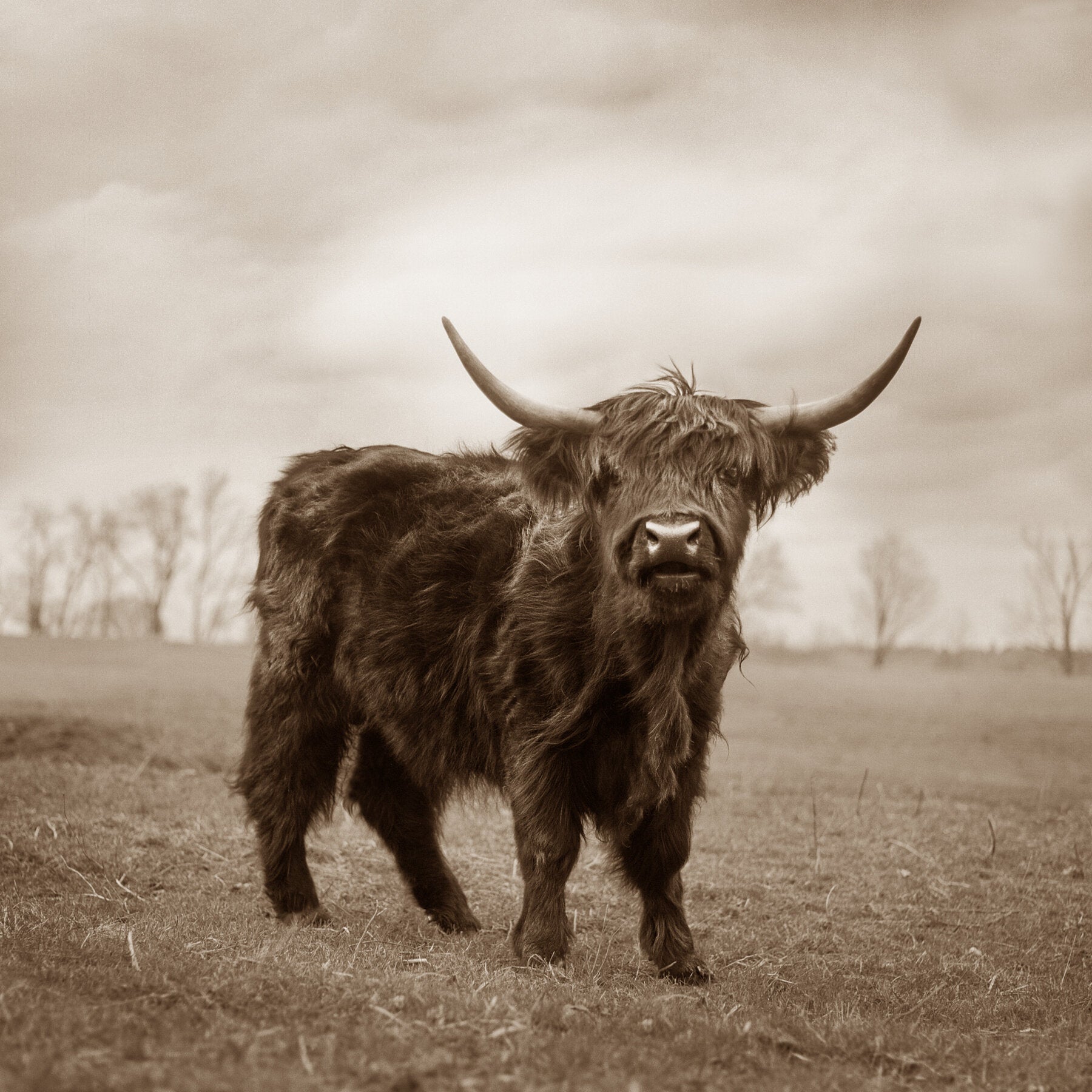 Highlander by Valerie Shaff