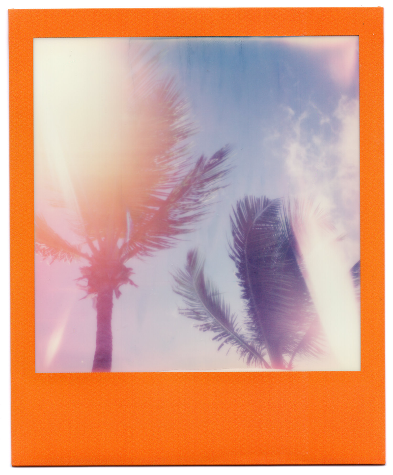 Orange Palms by Alex Moore