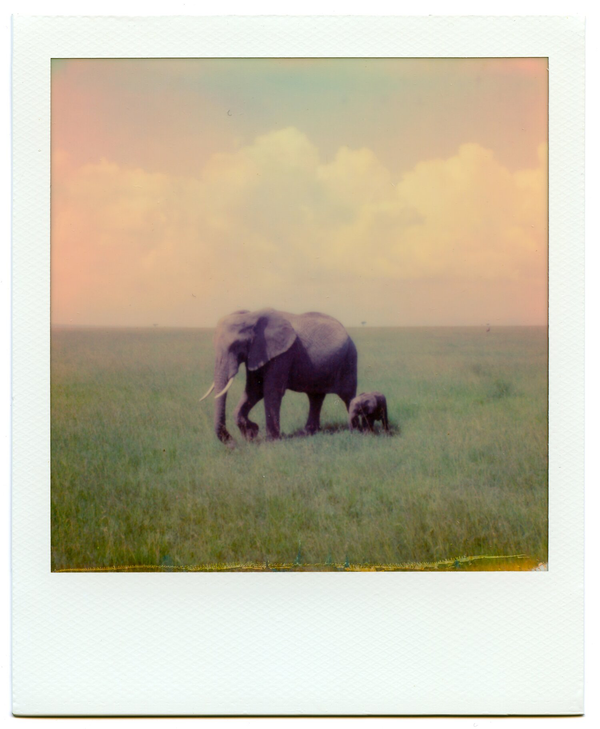 Elephants by Alex Moore
