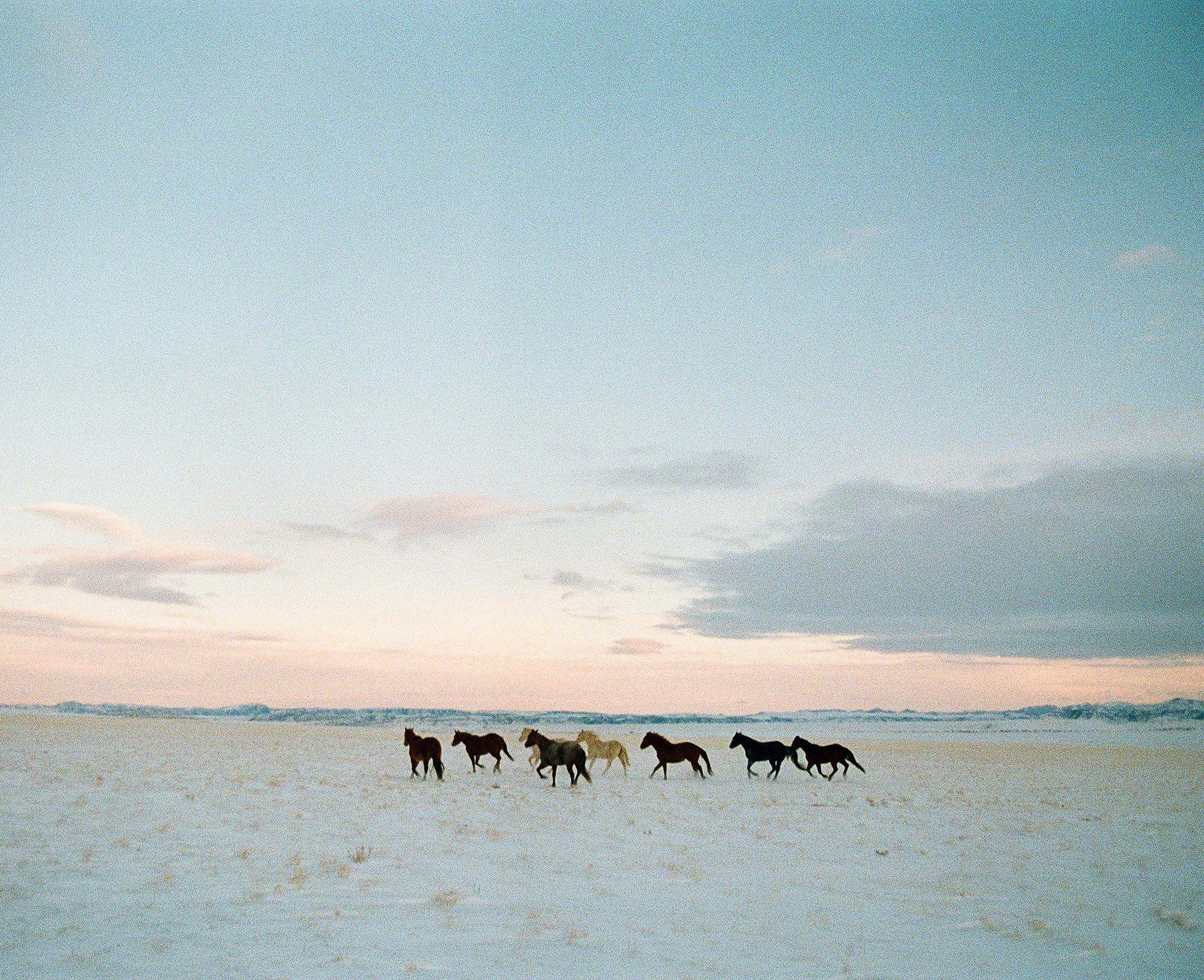 Pretty Horses by Josh Soskin
