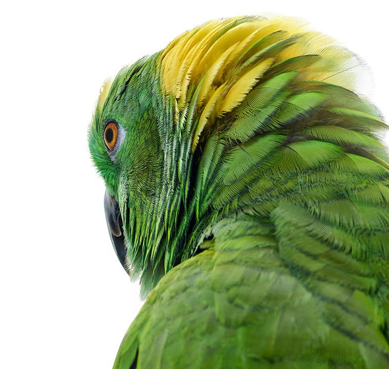 Bird 1 by Shelli Breidenbach