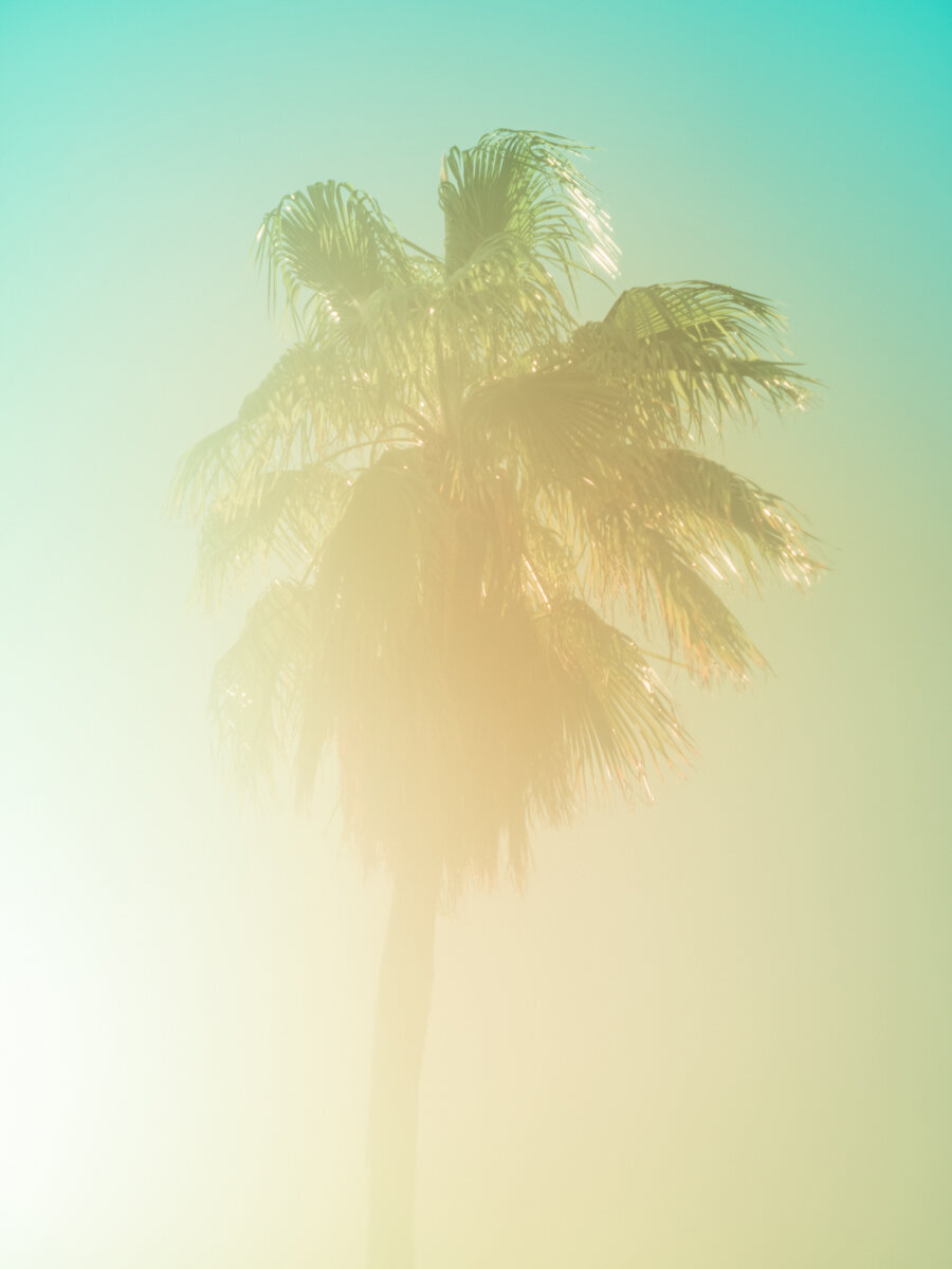 Palm 8 Turks and Caicos by Tommy Kwak