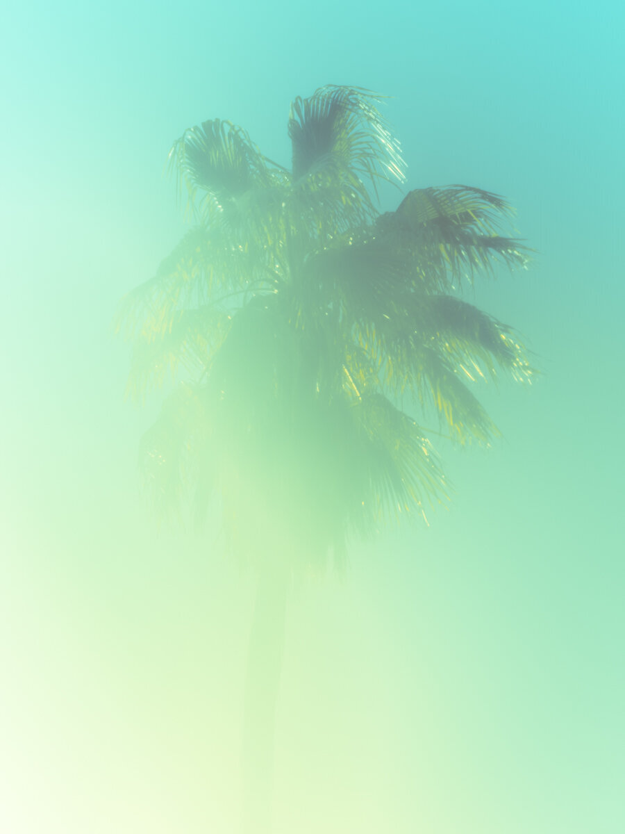 Palm 2 Turks and Caicos by Tommy Kwak