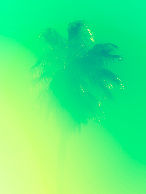 Palm Tree 11 by Tommy Kwak