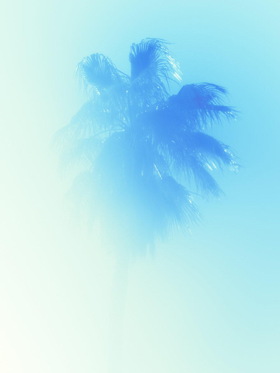 Palm 14 Turks and Caicos by Tommy Kwak