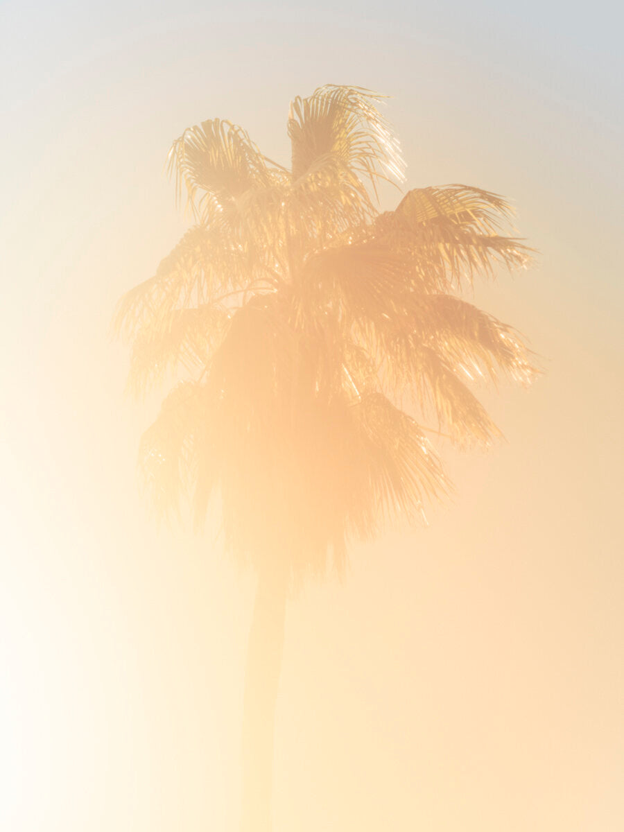 Palm 5 Turks and Caicos by Tommy Kwak